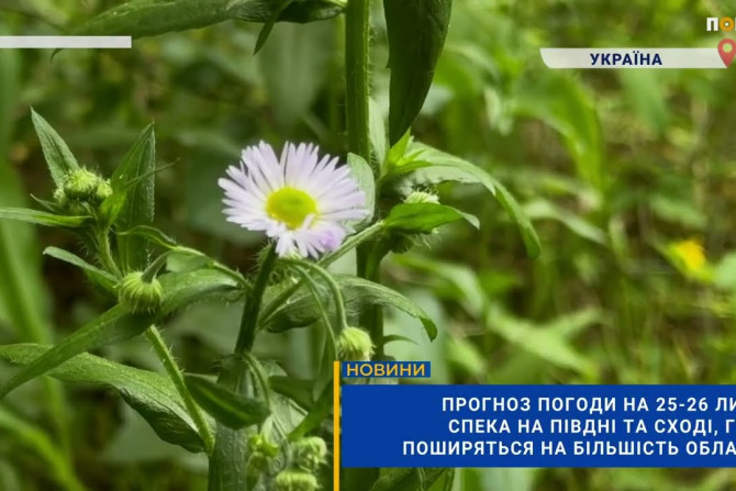 Погляд — новини Київщини онлайн - a256cc72-1663-4b93-b167-3e2eccbfe2d8 - зображення